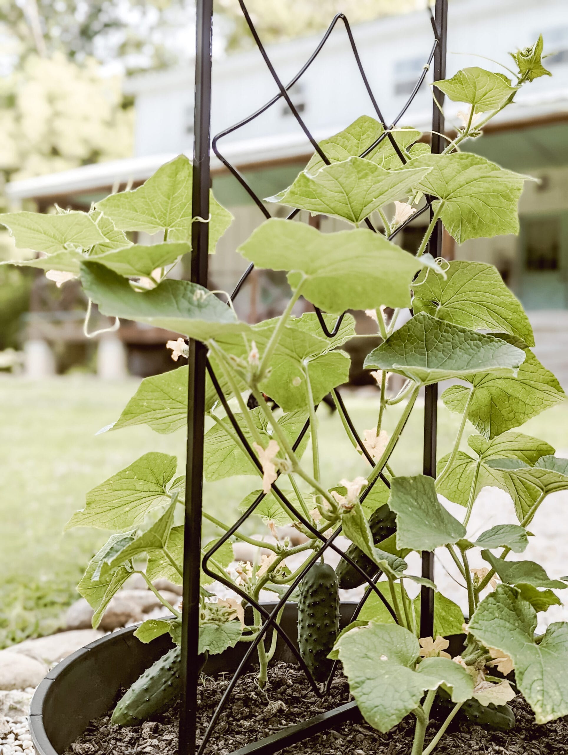 cucumber plant growing in a large pot with a trellis in the pot
