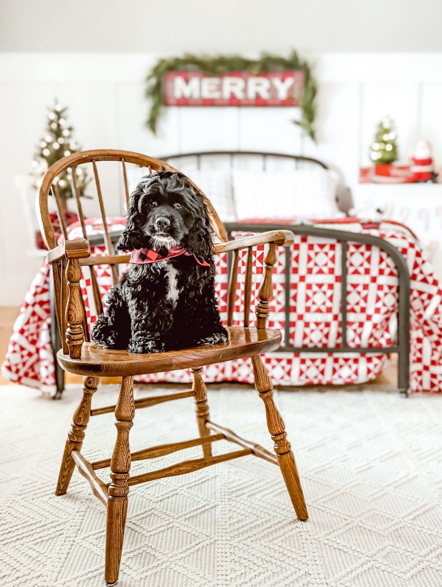 cocker spaniel puppy sitting in vintage wood chair in Christmas bedroom