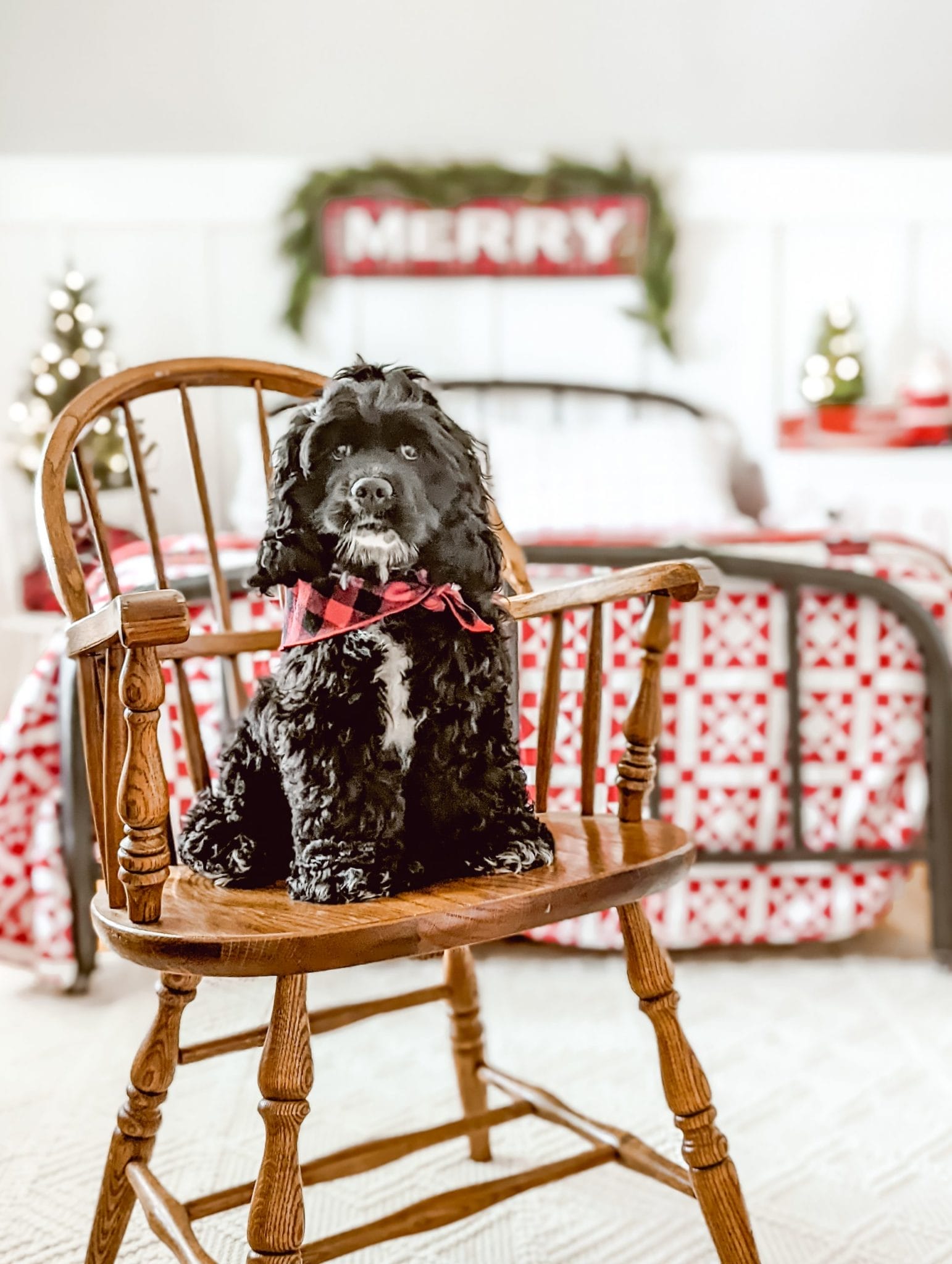 cocker spaniel puppy sitting in vintage wood chair