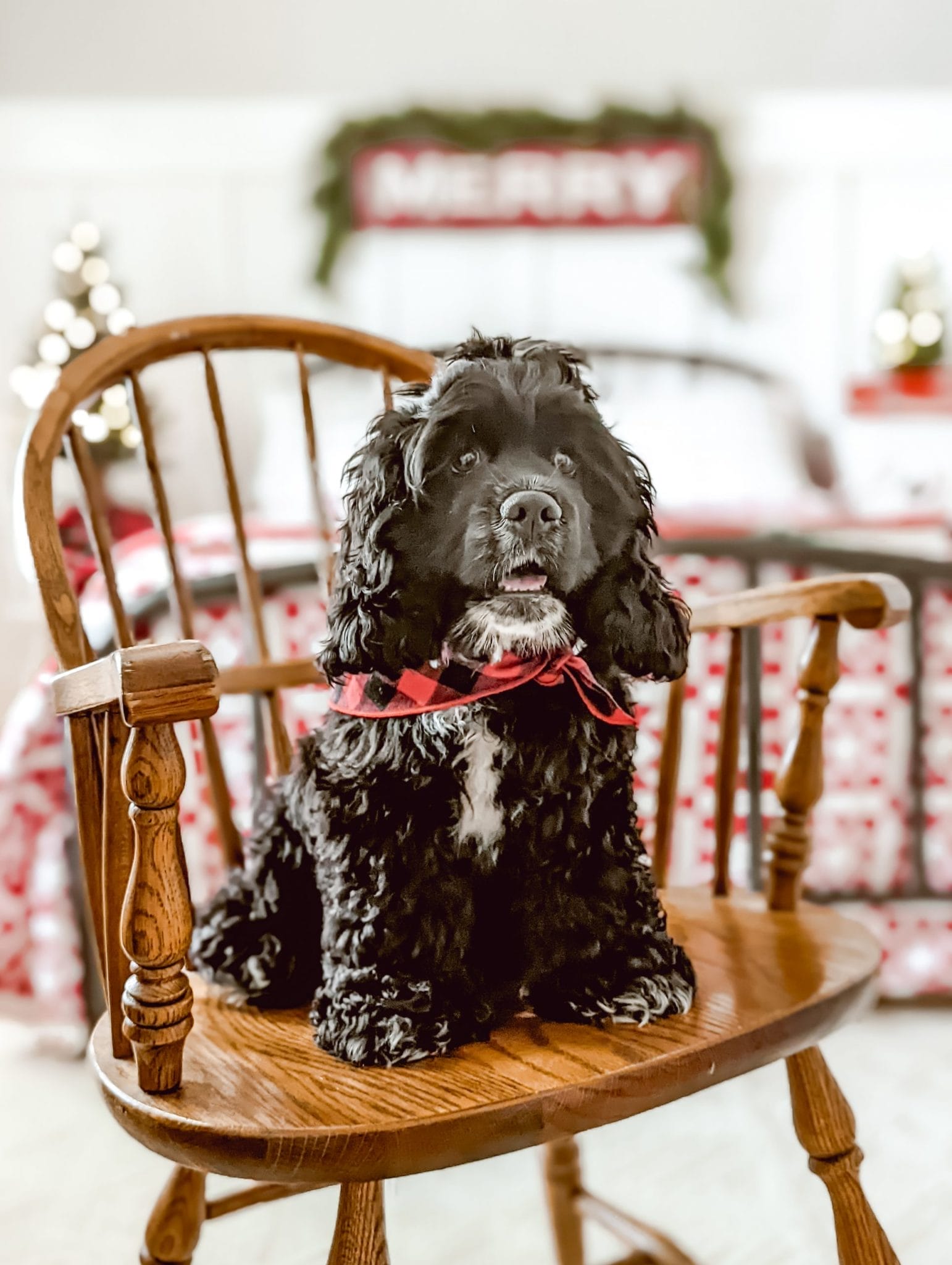 cocker spaniel puppy sitting in vintage wood chair