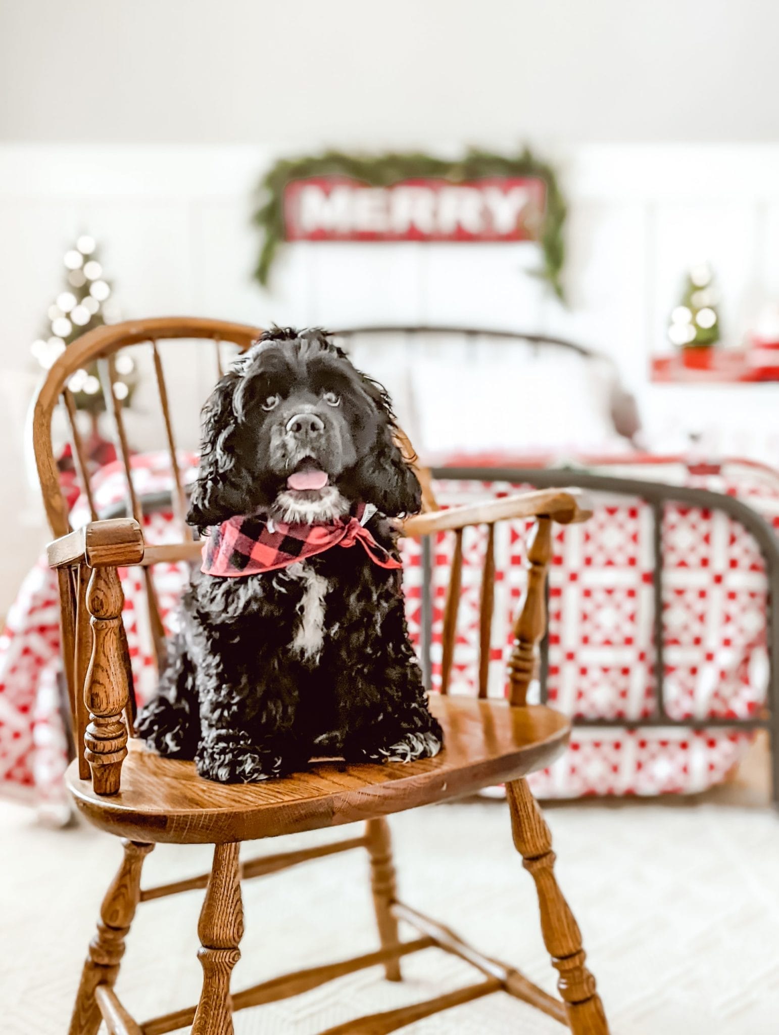 cocker spaniel puppy sitting in vintage wood chair