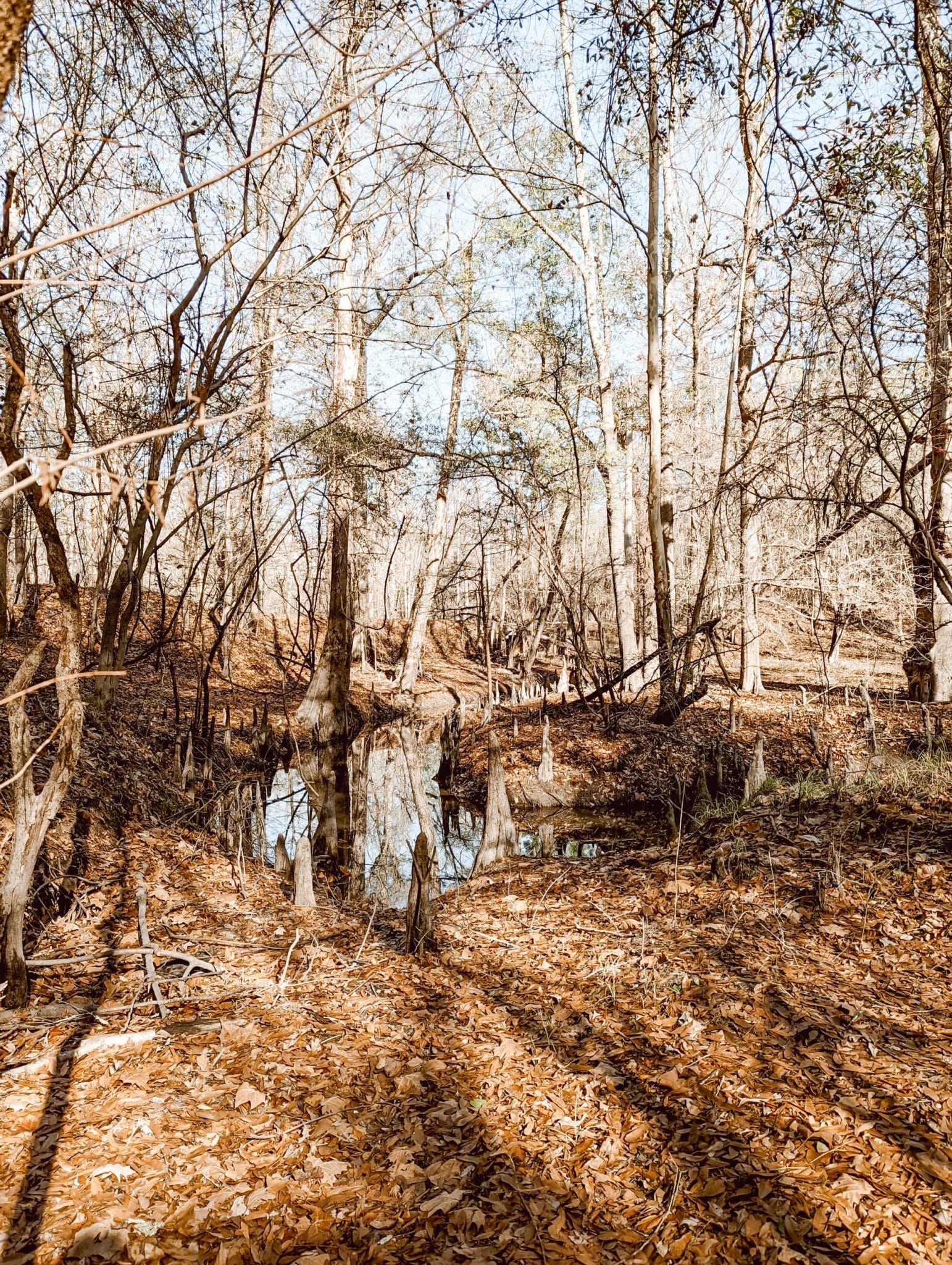 woods on the NE Cape Fear River in Burgaw, NC