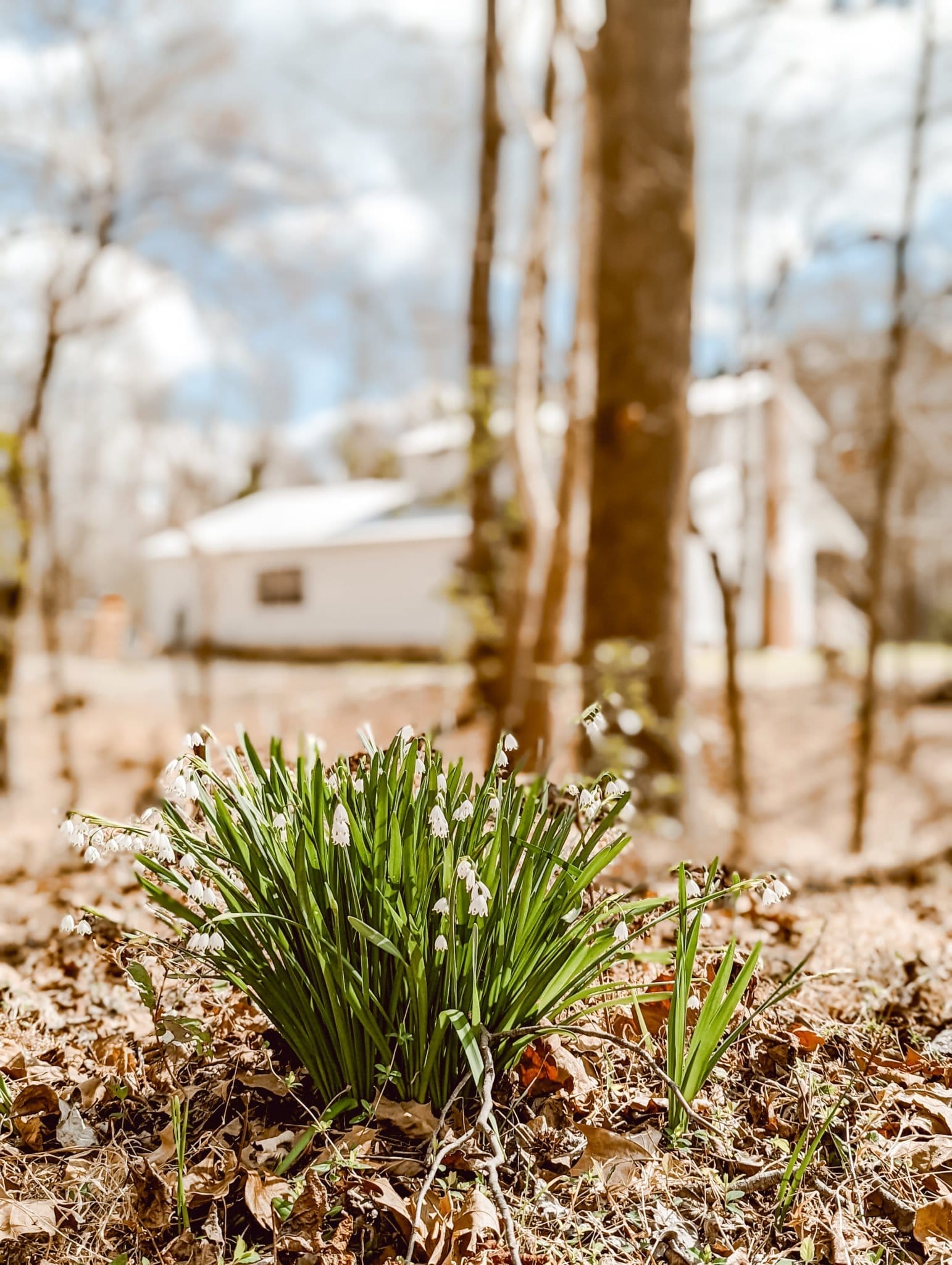 summer snowflakes in bloom in a wooded area