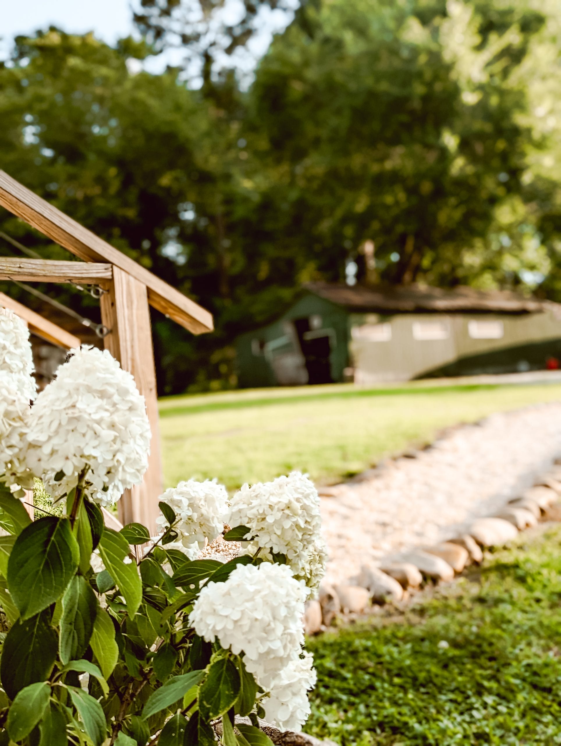 white wedding hydrangeas in full sun around our NC farmhouse
