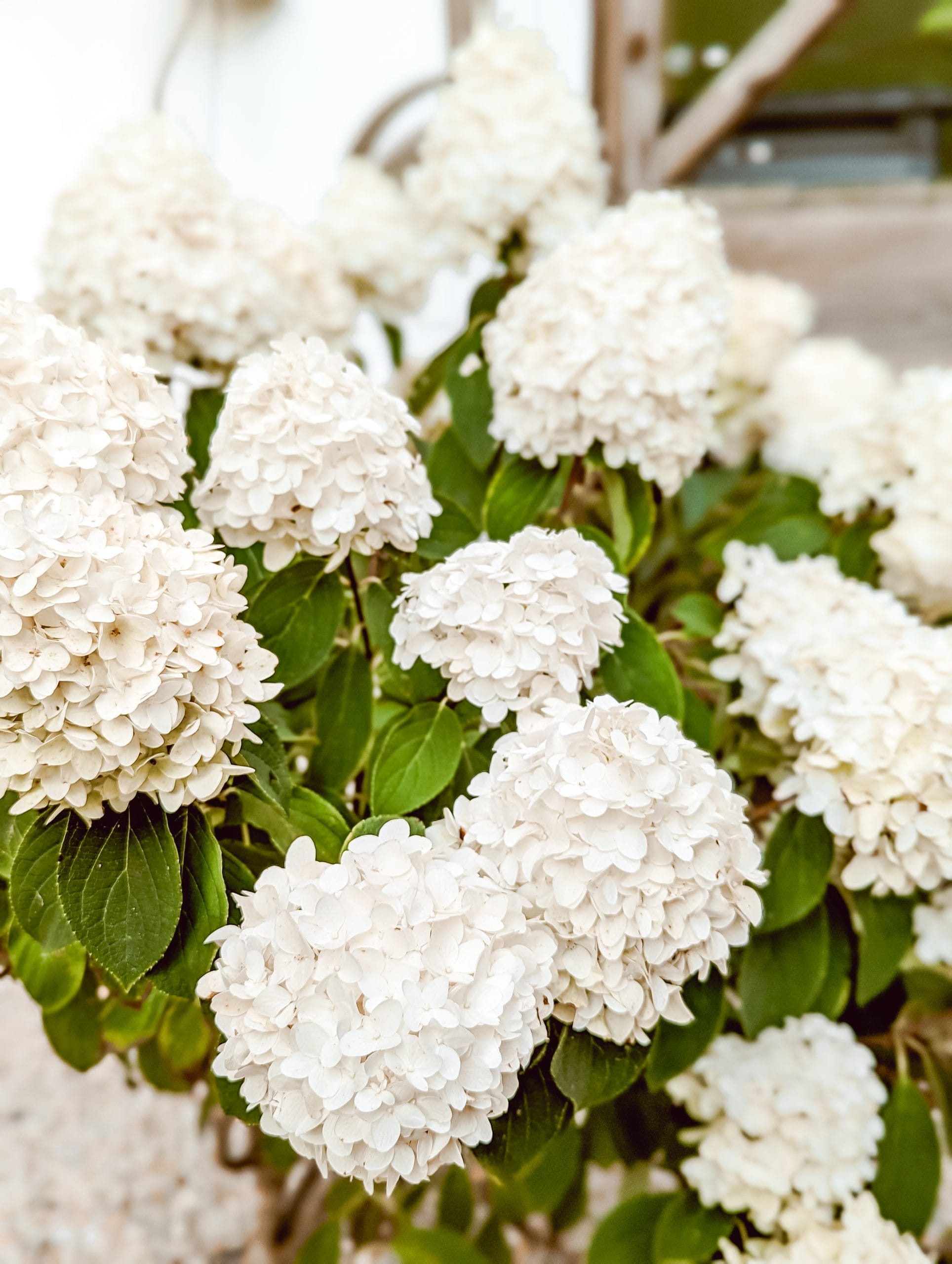 50+ White Flowers for a Moonlight Garden - White and Woodgrain, image size:1928x2560
