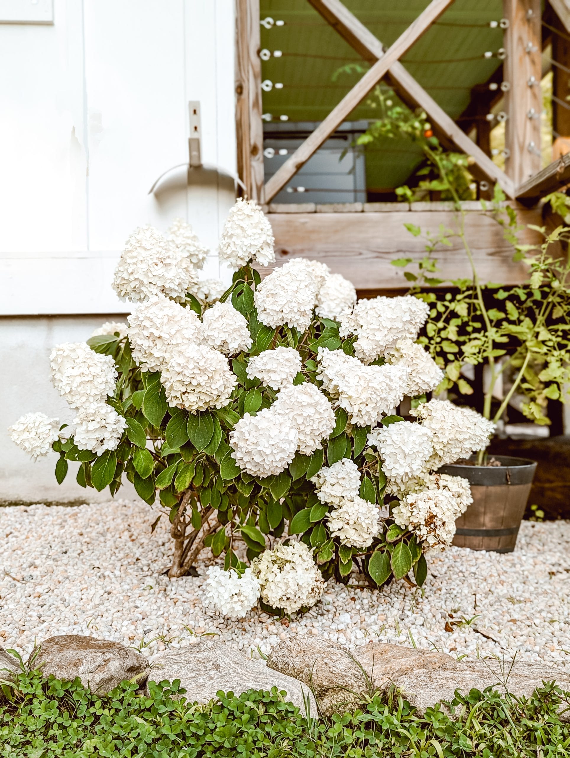 white wedding panicle hydrangeas in our NC farmhouse landscaping surrounded by pea gravel