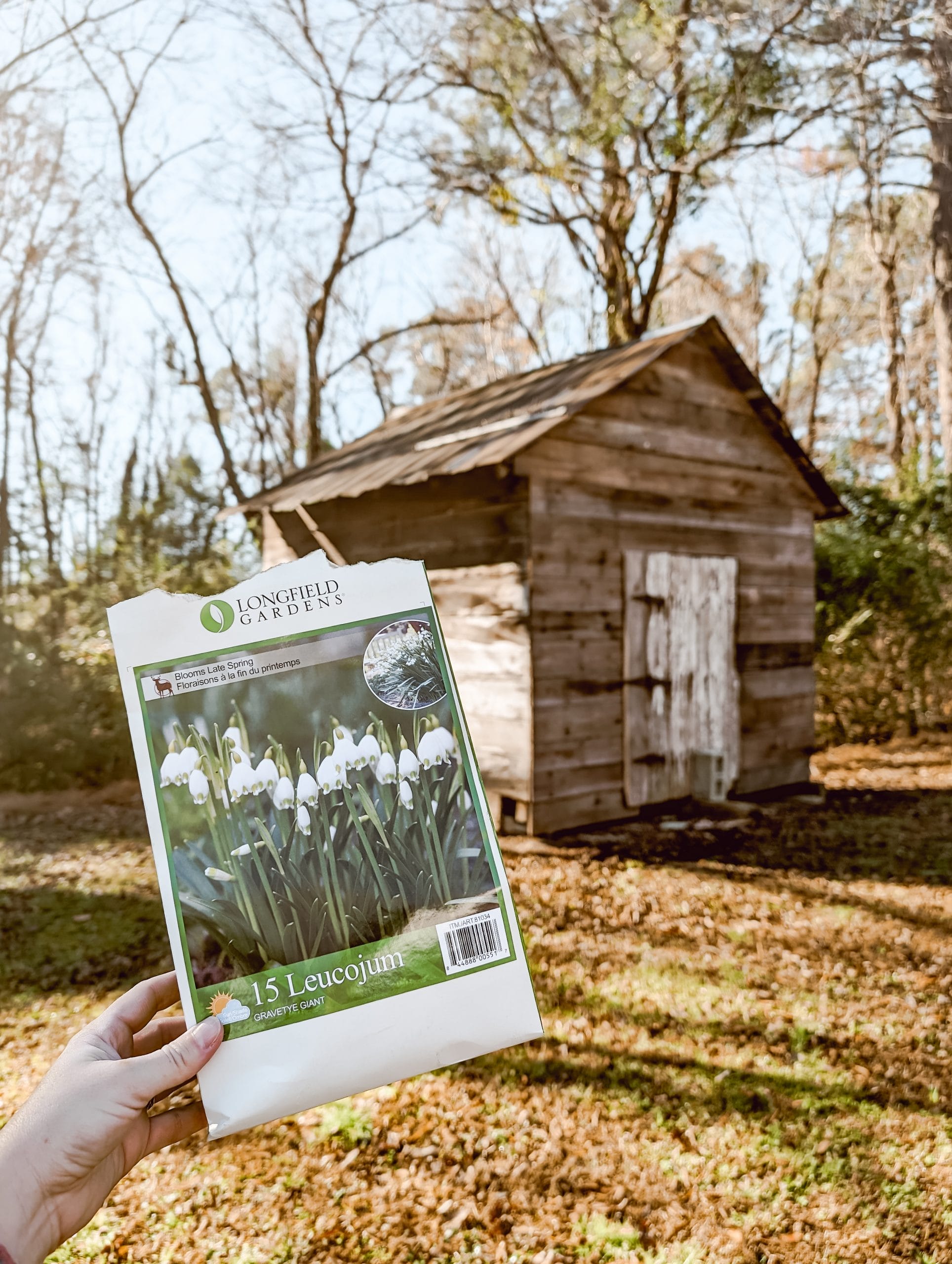 planting summer snowflake bulbs around an old corn crib