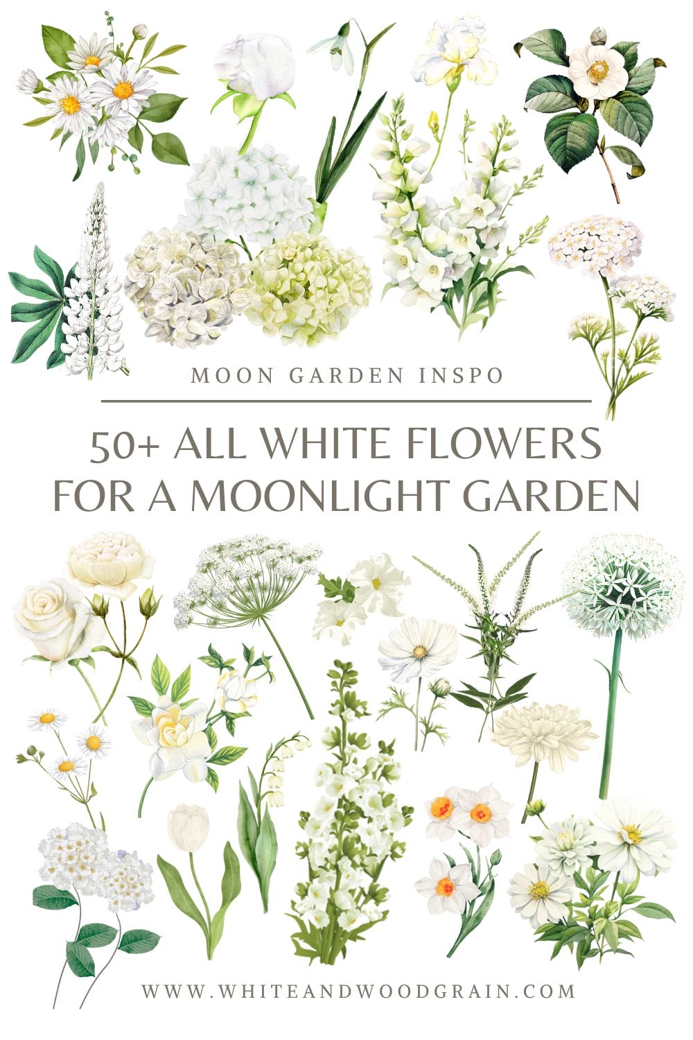 50+ White Flowers for a Moonlight Garden - White and Woodgrain