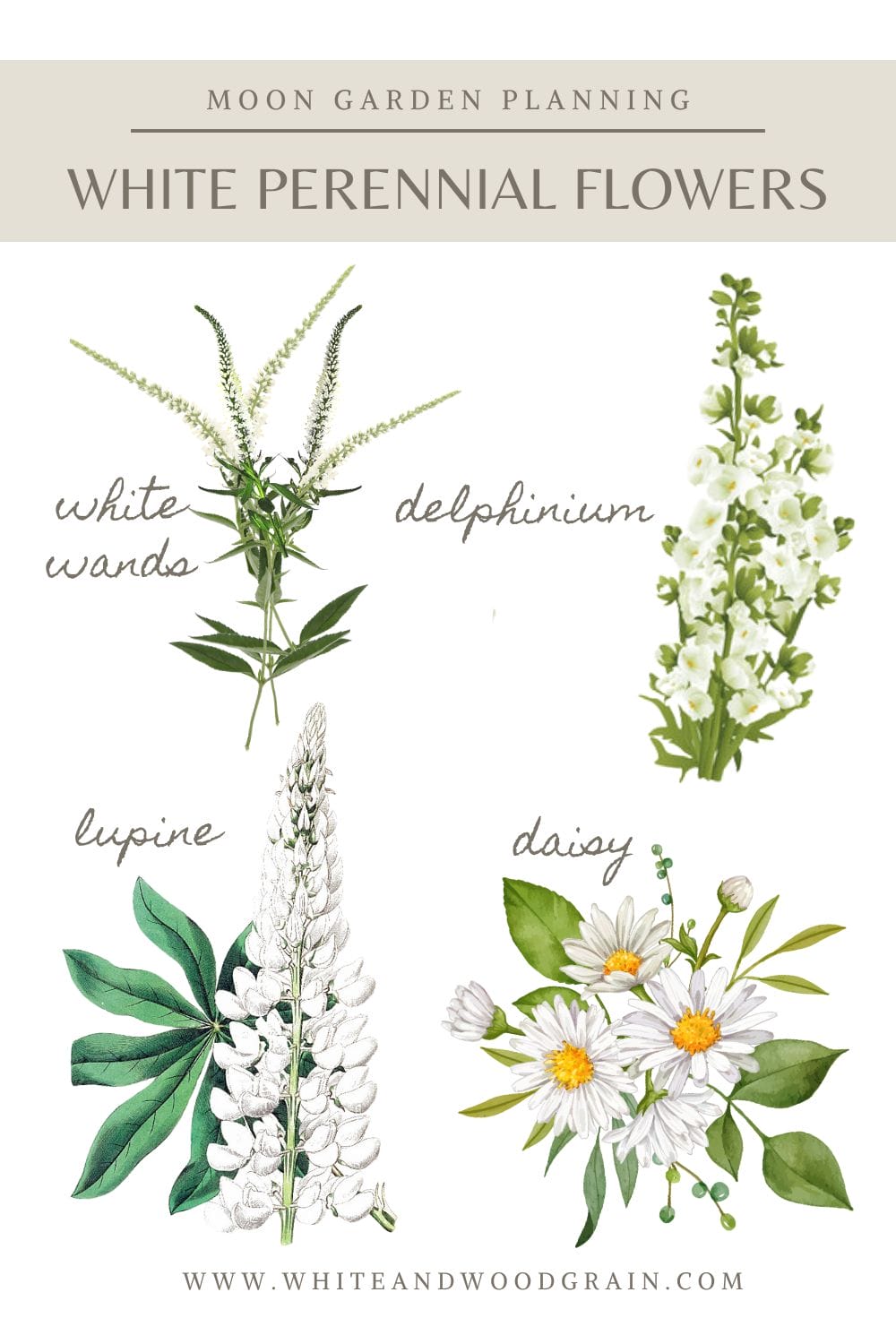 white perennials to consider when planning a moon garden - white wands, delphinium, lupine, and daisies