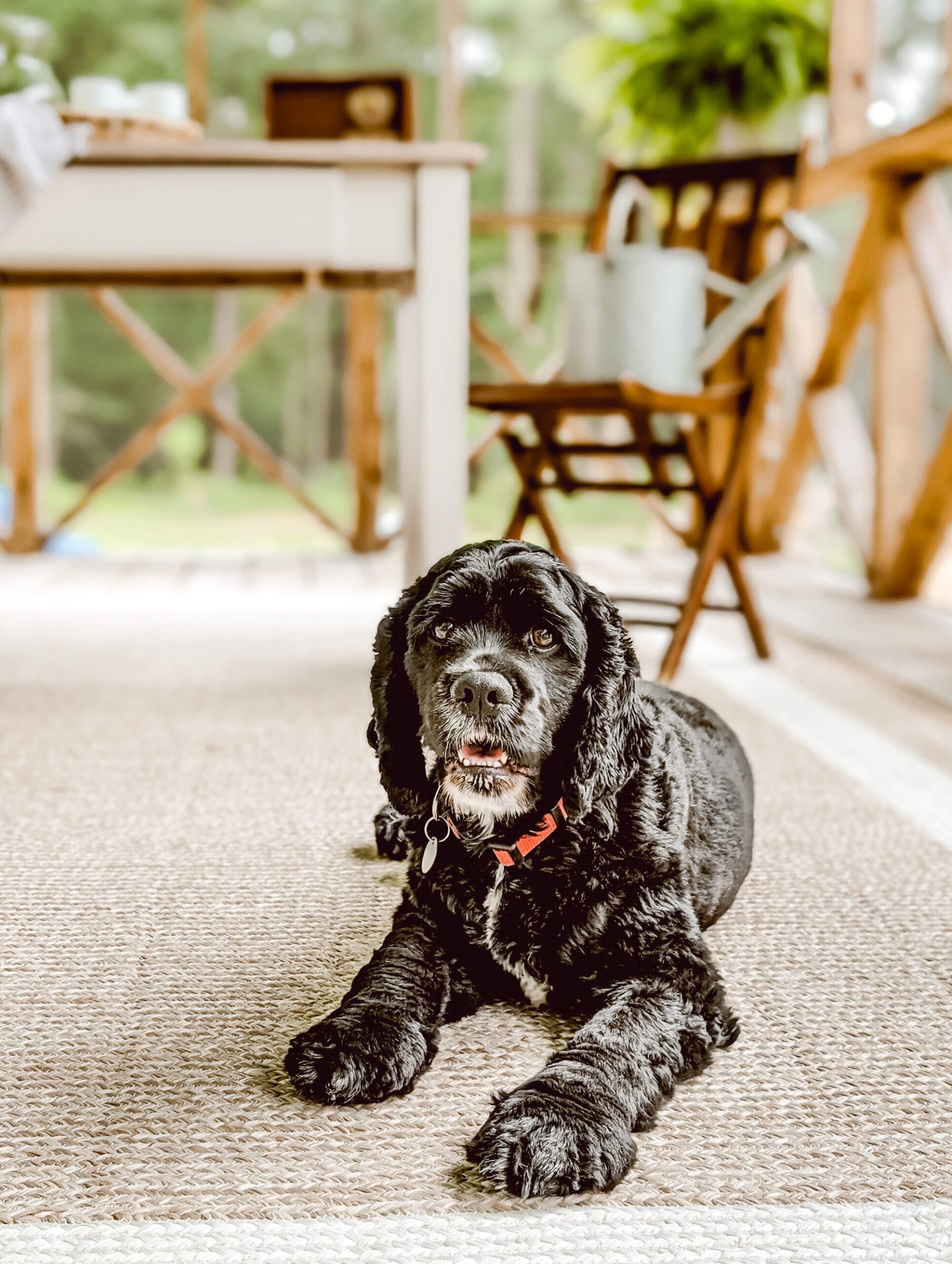 black cocker spaniel laying on a screened in porch