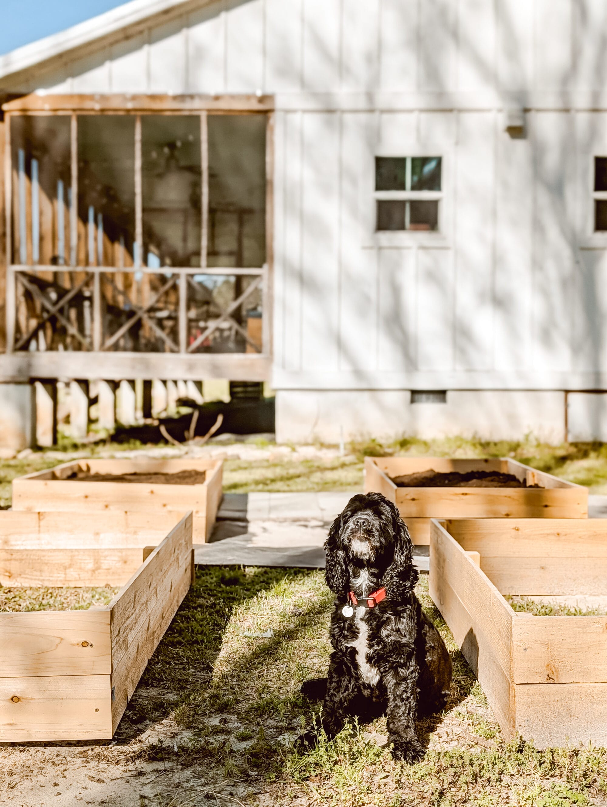 black cocker spaniel sitting between rows of raised garden beds next to a white farmhouse