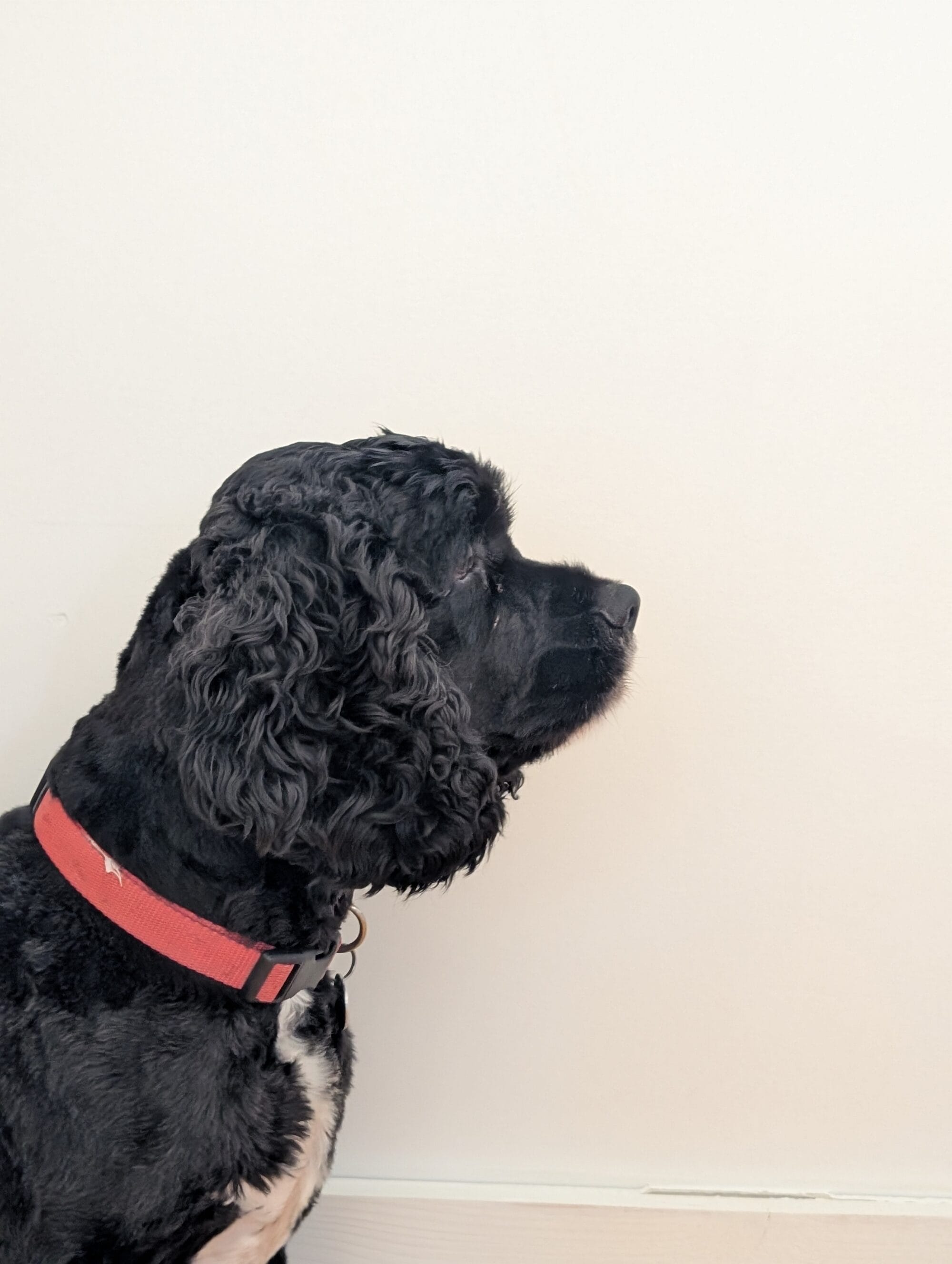 profile view of a black cocker spaniel dog in front of a plain white wall