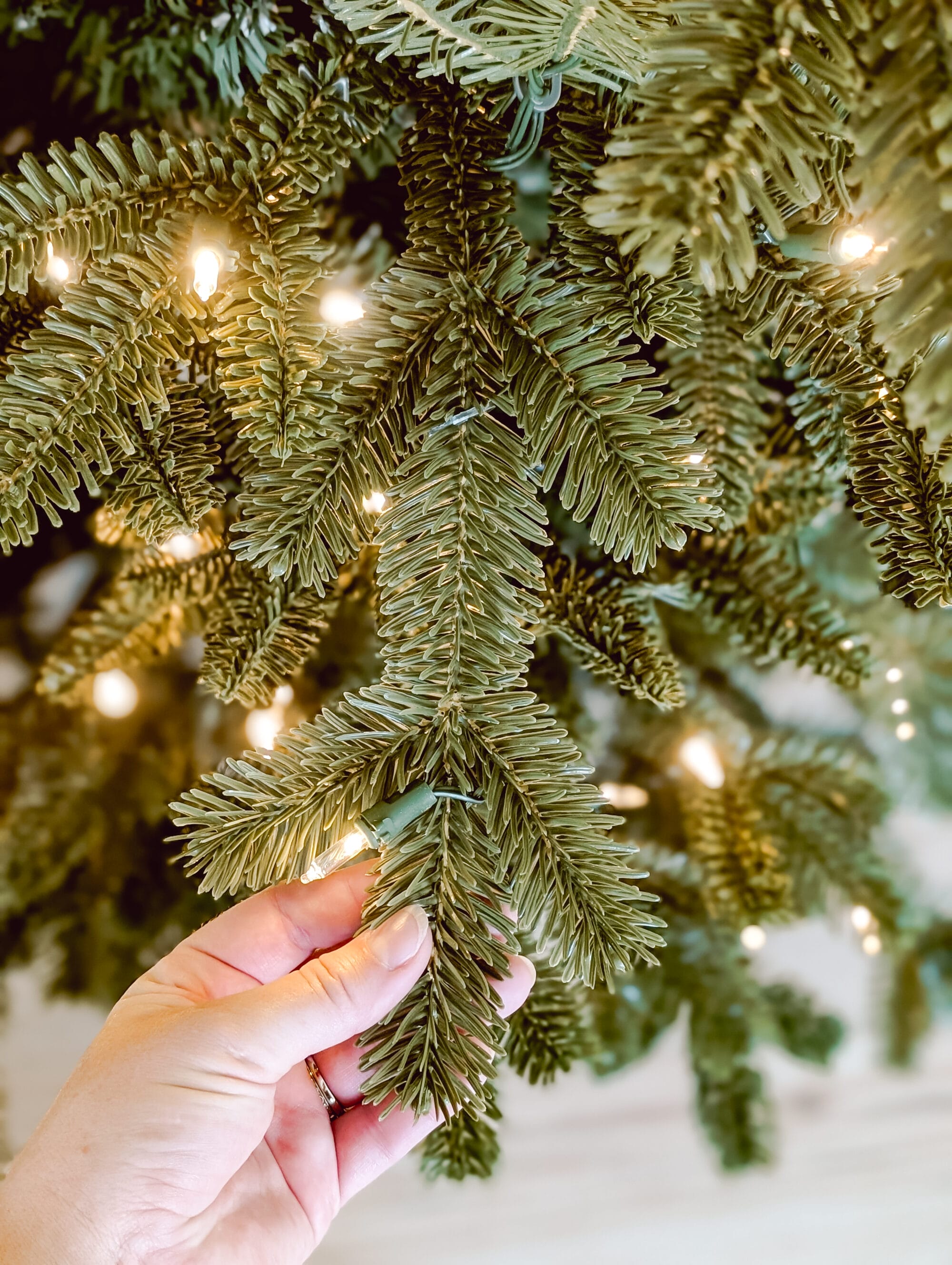 detail shot of BH Fraser Fir branches and needles